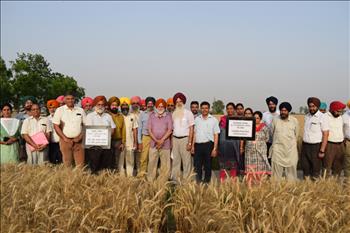 Field day on PAU-LCC technology to empower farmers to avoid excessive use of fertilizer urea in crops