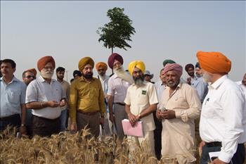 Farmer Anoopjit Singh explaining success story of PAU-LCC in his fields at village Bassian
